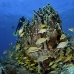 coral_pillar_oc_jar_v_0570_cub2371.jpg